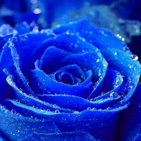 Meet your Posher, Synavia - Picture 1 of 1